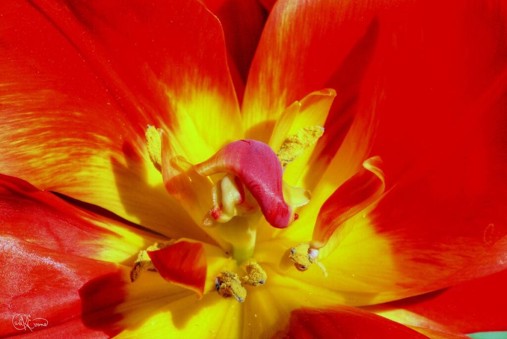 A macro close-up of a vibrant red and yellow parrot tulip featuring detailed petals and pollen-covered stamens.
