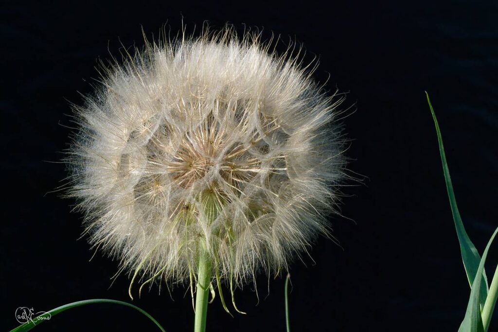 A macro close-up of a white, feathery salsify seed head with intricate textures against a dark background.