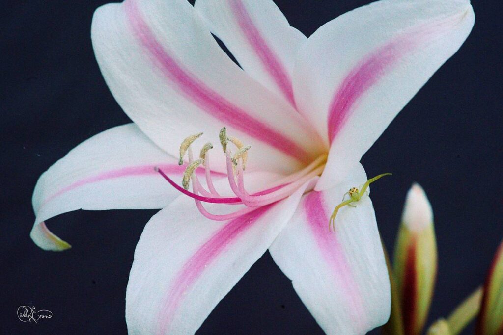 A macro close-up of a white and pink Hardy Swamp Lily with a small green insect on a petal.