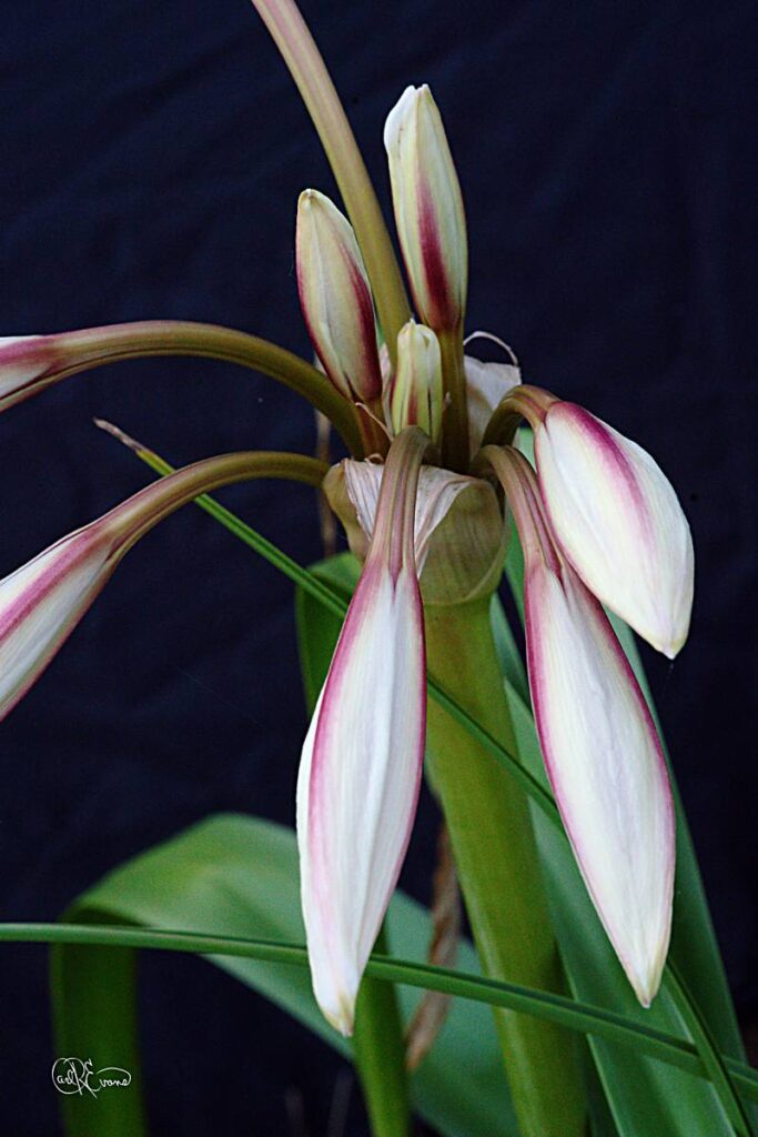A macro close-up of white and pink Hardy Swamp Lilies with distinct pink-veined centers against a dark background.