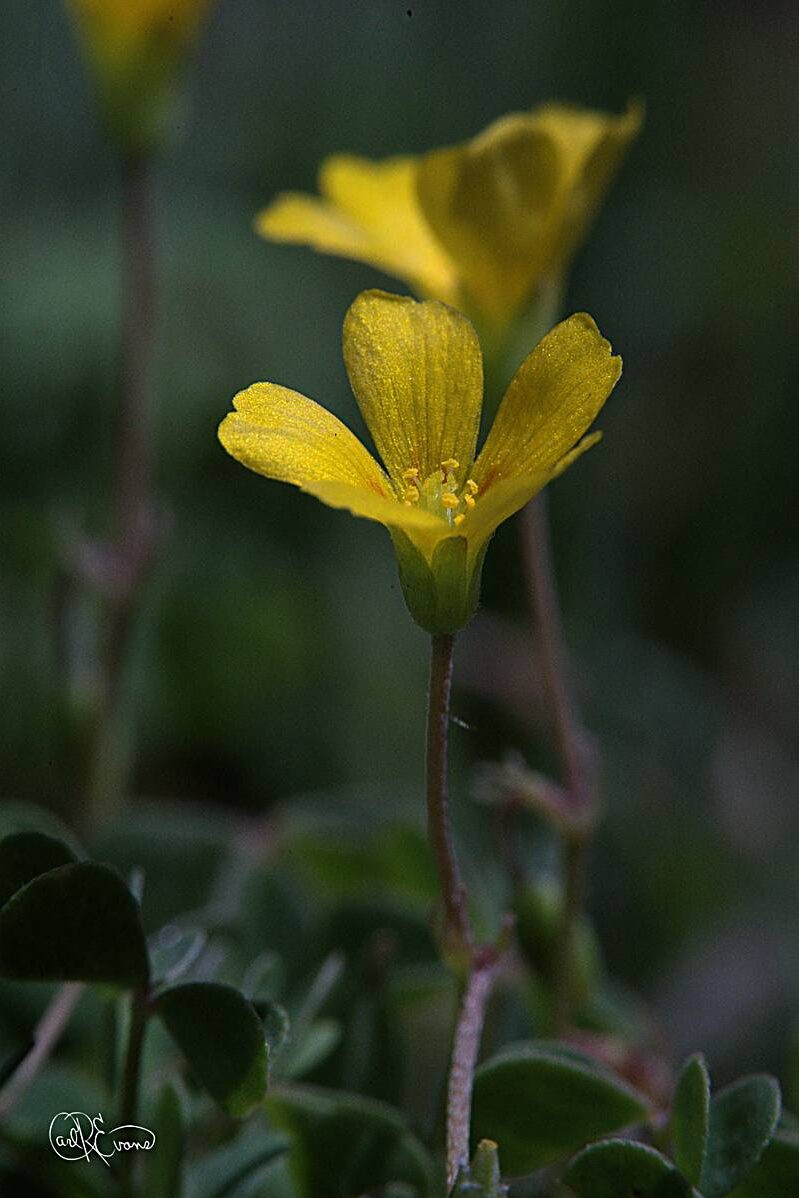 A close-up photograph of a yellow wood sorrel bloom during an eclipse, with other flowers blurred out in the background under gray lighting.